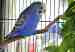 Budgerigar
