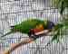 Lory / Lorikeet