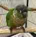 Conure