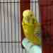 Budgerigar