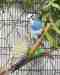 Budgerigar