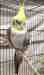 Cockatiel