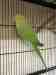 Indian Ringneck Parakeet