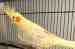 Cockatiel
