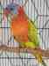 Lory / Lorikeet