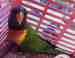 Lory / Lorikeet