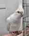 Cockatiel