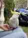 Cockatoo