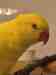 Indian Ringneck Parakeet