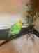 Budgerigar