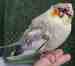 Cockatiel