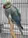 Indian Ringneck Parakeet