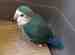 Lovebird