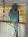 Indian Ringneck Parakeet