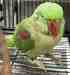 Alexandrine