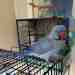 Indian Ringneck Parakeet