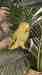 Indian Ringneck Parakeet