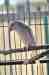 Indian Ringneck Parakeet
