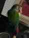 Conure