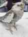Cockatiel