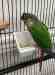 Conure