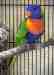 Lory / Lorikeet