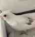Cockatiel