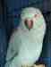 Indian Ringneck Parakeet