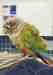 Conure