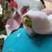 Budgerigar