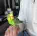 Budgerigar