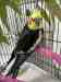 Cockatiel