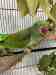 Alexandrine