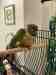 Conure