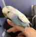 Budgerigar