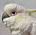 Cockatoo
