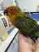 Conure