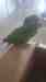 Bird / Parrot