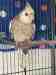 Cockatiel
