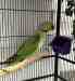 Alexandrine