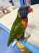Lory / Lorikeet