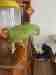 Indian Ringneck Parakeet