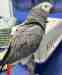 African Grey