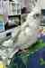 Cockatiel