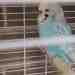 Budgerigar