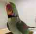 Alexandrine