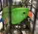 Eclectus
