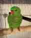 Lory / Lorikeet