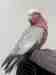 Galah Cockatoo