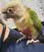 Conure